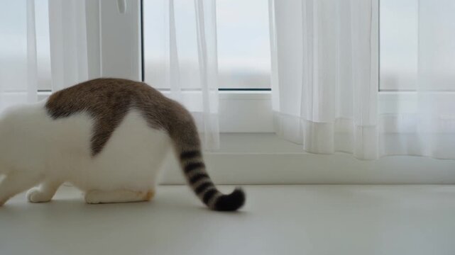 Cat Tail Moving by Window Light &ndash; Seamless Loop