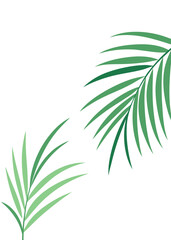 Obraz premium Minimalist green palm leaves illustration, vector