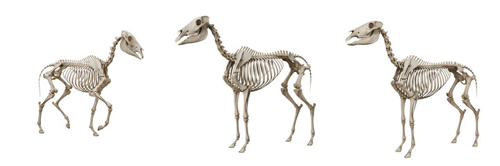 Horse Skeleton Equus ferus caballus Anatomical Model Isolated on White Background, Equine Osteology Study Full Body Studio Cutout © SouvotMR