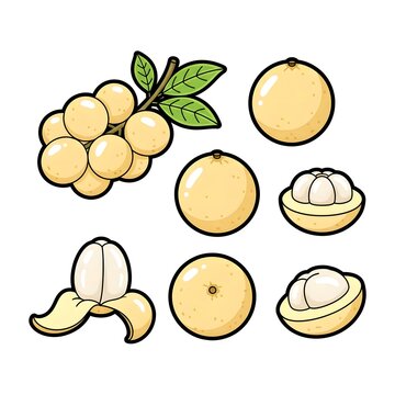 Longkong Icons Fruit Illustration with Whole, Peeled and Cross Section Views