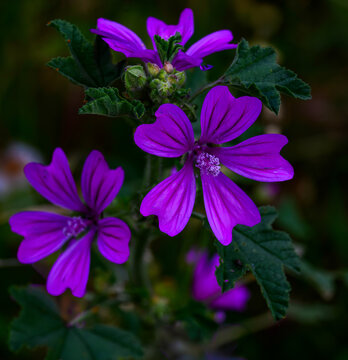 Grande Mauve (Malva sylvestris) ou Mauve sylvestre ou Mauve des bois