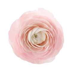 One beautiful ranunculus flower isolated on white