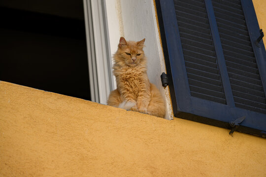 Chat roux contemple la rue depuis le rebord de la fen&ecirc;tre
