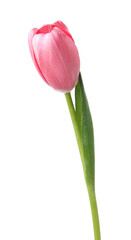 Beautiful one pink tulip isolated on white