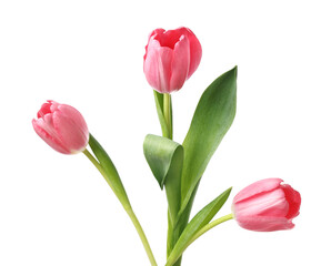 Fototapeta premium Beautiful blooming pink tulips isolated on white