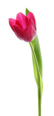 One beautiful pink tulip isolated on white