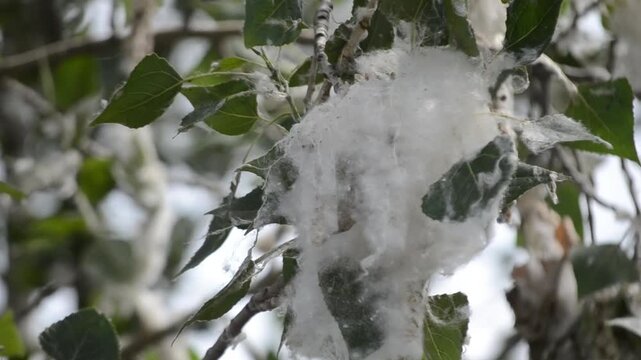 Poplar blossom. Poplar fluff down. Fluffy white poplar flowers on a tree branch. Large inflorescences of white fluff blossom and green leaves close-up. Poplar fluffing. Natural bloom flowering tree