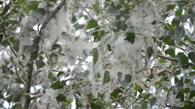 Poplar blossom. Poplar fluff down. Fluffy white poplar flowers on a tree branch. Large inflorescences of white fluff blossom and green leaves close-up. Poplar fluffing. Natural bloom flowering tree