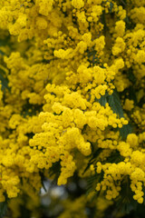 Mimosa blossoms in full bloom, dense yellow flowers and green foliage create vibrant botanical texture and seasonal spring background. Eco branding, floral design, sustainability communication