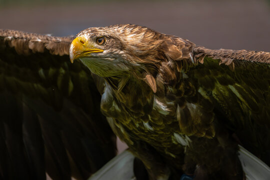 Portrait of a White-tailed Eagle (Haliaeetus albicilla)