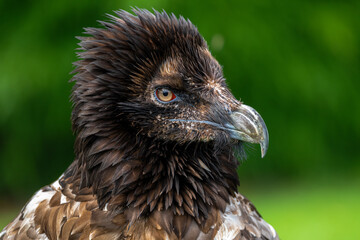 Fototapeta premium Portrait of a Bearded Vulture (Gypaetus barbatus)