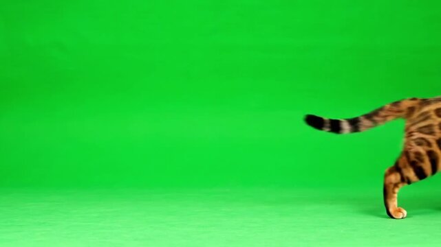Cheetah Tail in Dynamic Motion with Vibrant Green Background in Bright Studio Lighting for Wildlife Advertising
