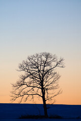 朝焼けと木のシルエット