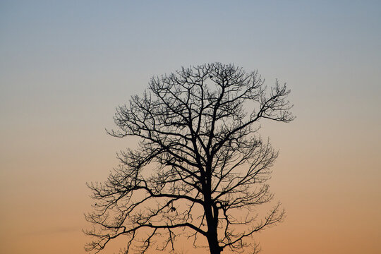 朝焼けと木のシルエット