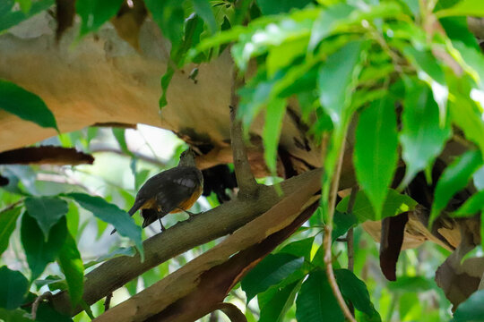 Rufous-bellied thrush (Turdus rufiventris) perched on a tree branch amid green foliage in a natural Brazilian habitat, featuring the iconic national bird of Brazil.