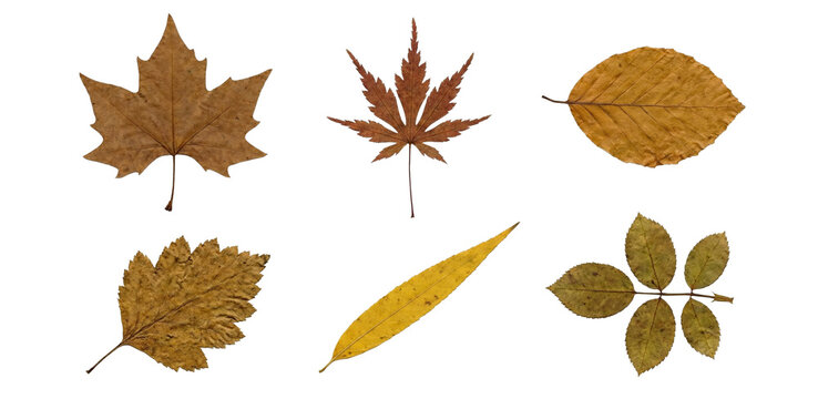 Collection of real pressed autumn leaves including brown maple, serrated oak, and yellow beech; botanical set isolated on transparent background
