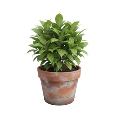 Obraz premium Potted Bay Laurel Bush