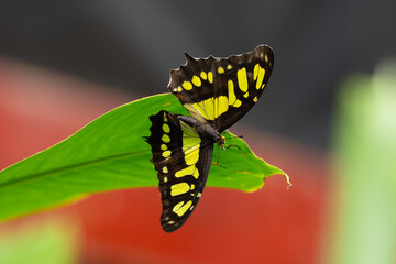 vibrant butterfly is perched on flora on a sunny day