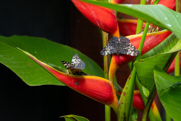 vibrant butterfly is perched on flora on a sunny day