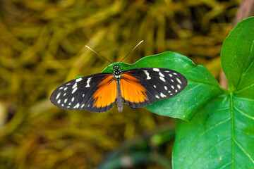 vibrant butterfly is perched on flora on a sunny day