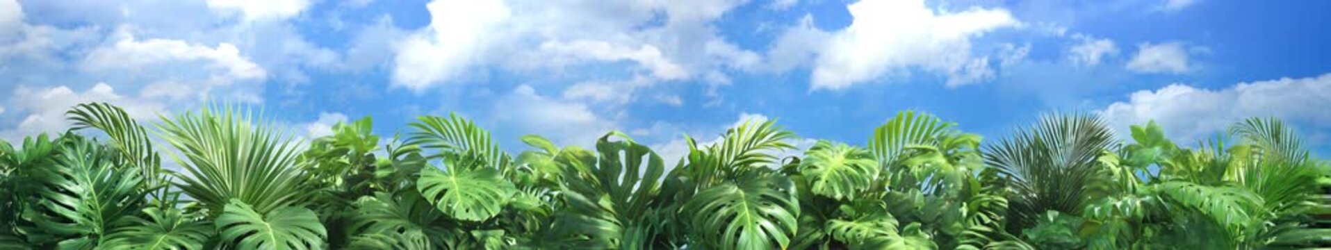 Tropical Green Jungle Leaves with Blue Sky Panoramic Nature Background Seamless Loop 
