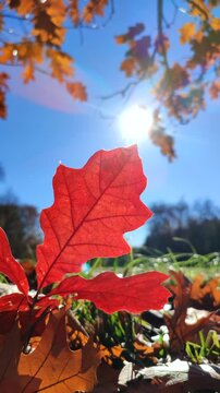 Bright red oak leaf grows in green grass in clearing in forest and swaying into wind on sunny day with blue clear sky close-up. Bottom view. Nature, environment background. Vertical video