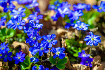 blue snowdrops on a forest glade  © licvin
