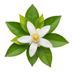 Fototapeta premium A delicate white flower with vibrant green leaves in a circular arrangement