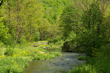 Fototapeta premium Peaceful mountain stream flowing through a lush green forest in spring
