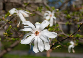 White magnolia flower. Spring nature. Magnolia tree with blooming flower. Blooming magnolia. Magnolia blossom and flower. Beautiful spring season. Blooming spring nature