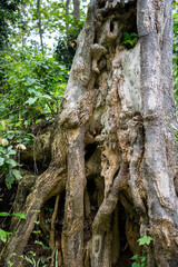 Close-up of ancient tropical tree roots with hollow trunk and weathered bark texture in a lush jungle. Perfect for nature, environment, and botanical background themes. High-quality forest stock