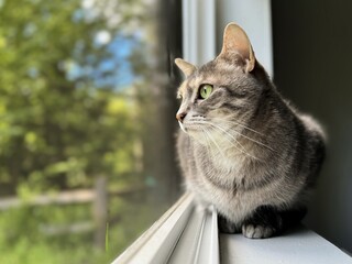 Cat watching wildlife at the window © Meg