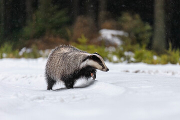 Badger in snow. European badger, Meles meles, sniffs about prey in forest during snowfall. Wild animal in winter nature. Hunting animal walks in snow. Beautiful black and white beast. Wildlife © Vaclav