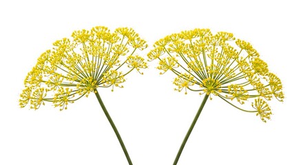 Fototapeta premium Two vibrant, yellow dill flower heads on green stems, set against a bright white background