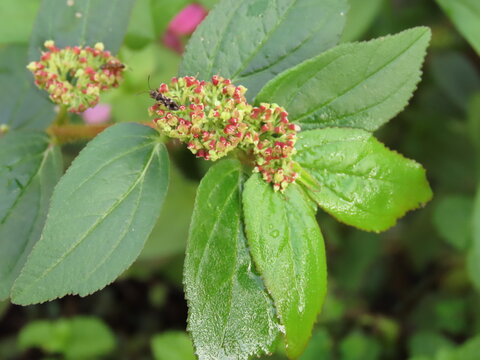 Closeup of asthma plant or hairy spurge (Euphorbia hirta), known in Brazil as erva de santa luzia.