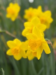 Bright Yellow Daffodil Flowers Bloom in Spring With Green Leaves in a Garden Setting During Daytime