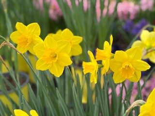 Spring Flowers Bloom With Yellow Daffodils Among Green Leaves in a Garden During Daylight