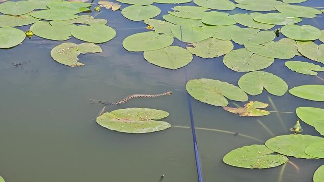 Grass snake hunting in a calm river among floating leaves of water lilies, reptile waiting for prey near fishing rod, natural predator behavior in freshwater habitat, wildlife photography