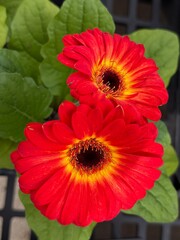 Springtime Shows Bright Sunflower Plants With Large Leaves and Vivid Colors in a Garden Setting Under Clear Skies