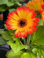 Bright Spring Sunflowers Bloom in a Garden With Green Leaves and Colorful Petals During Sunny Daytime Hours