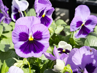 Spring Pansies Blooms Showcase Purple and White Flower Plants With Green Leaves in Bright Sunlight During a Warm Day