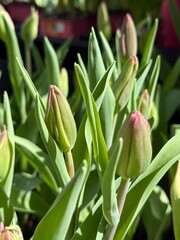 Spring Blooms of Tulip Flower Plants With Green Leaves in a Garden Setting During Daylight