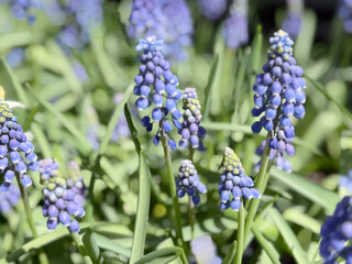 Grape Hyacinth Flower Plants Bloom With Blue Flowers in Spring Season With Green Leaves in Garden Setting