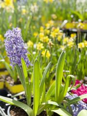 Flower Plants With Green Leaves Bloom in Spring at a Garden Center Showcasing Vibrant Colors and Natural Beauty