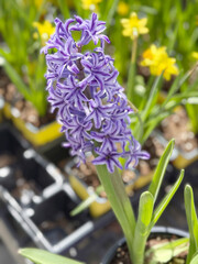 Spring Hyacinth Flowers Bloom in Garden Pots With Green Leaves and Bright Colors During Warmer Weather in a Sunny Location