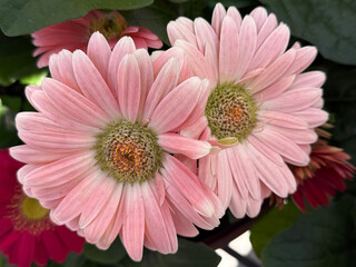 Spring Flowers Bloom Showing Pink Petals and Green Leaves in a Garden Setting Among Other Vibrant Plants During Daytime