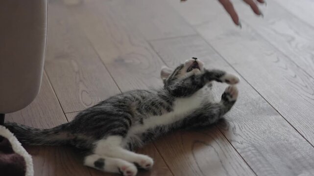 A playful cat is stretching and rolling on the hardwood floors, showing its joyful and amusing antics