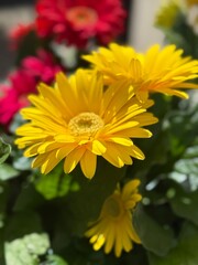 Bright Yellow Flowers and Green Leaves Are Shown in Bloom With Red Flowers in the Background During Springtime