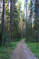 Obraz premium Silverton Falls Trail in the Bow Valley at Castle Junction in Banff National Park, Alberta, Canada