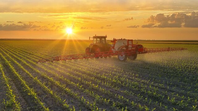 Aerial view of crop sprayer working on a corn field at sunset. Spring day beautiful landscape, rural scene. Drone shot of spraying corn to the increase crop yield